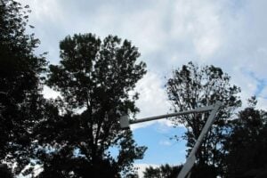 Tree Trimming services in Rochester NY