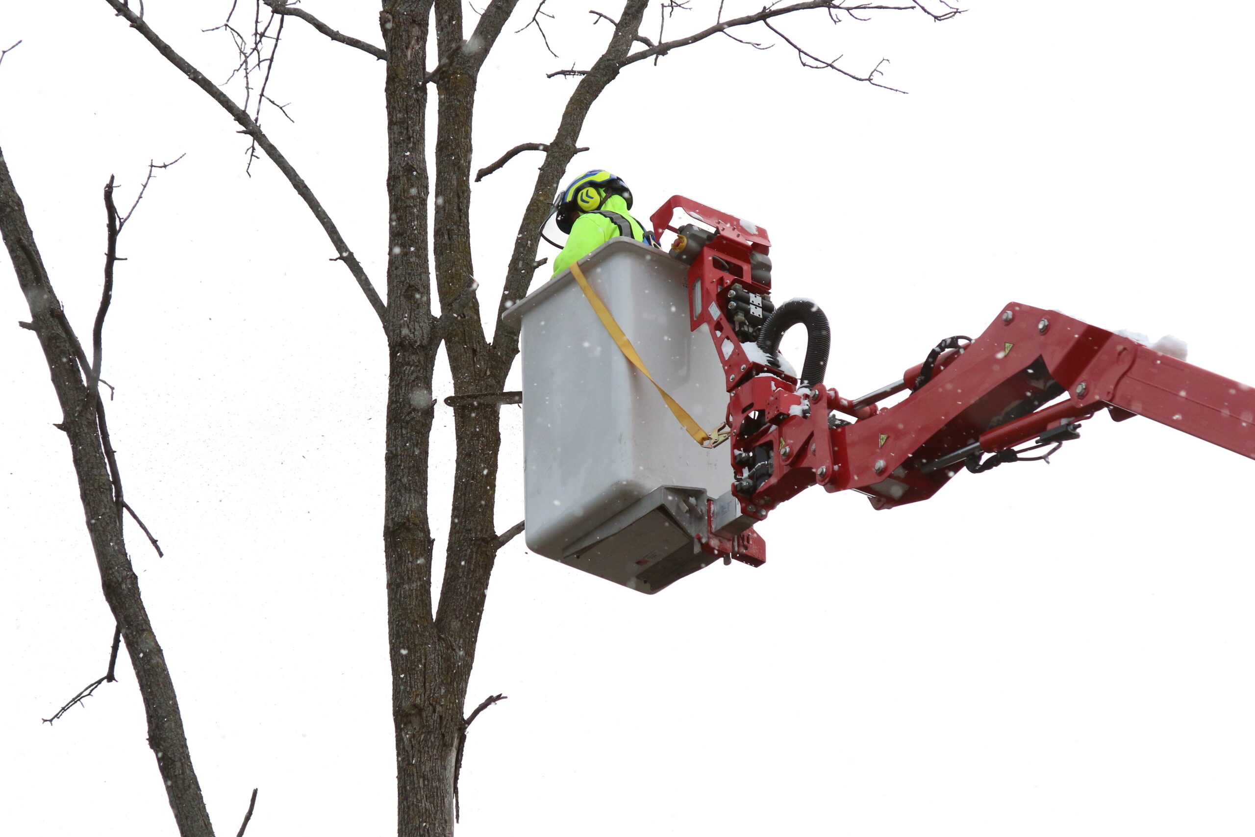 Tree trimming in Rochester