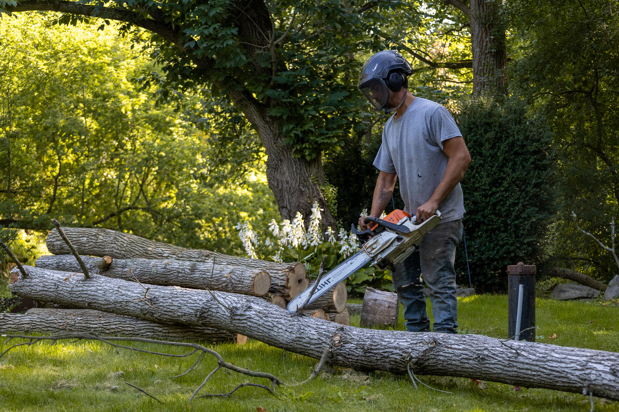 Tree Services in Rochester