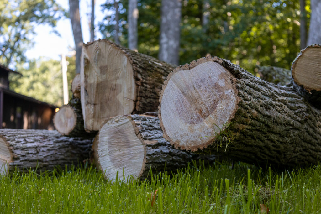 Tree Experts in Rochester NY