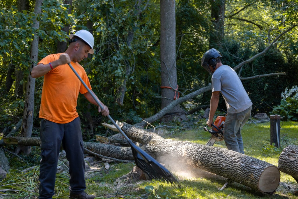 tree services in Rochester and surrounding area