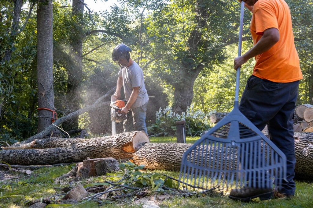 tree cutting service in Rochester NY
