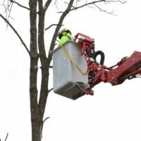 Tree trimming in Rochester