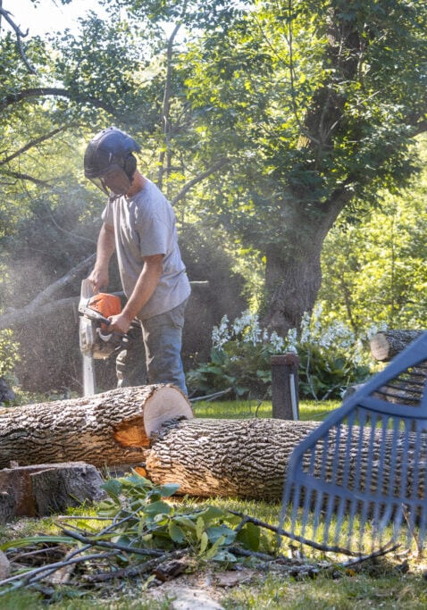 tree cutting service in Rochester NY
