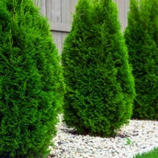 Comprehensive Offerings By Oaks Tree Service